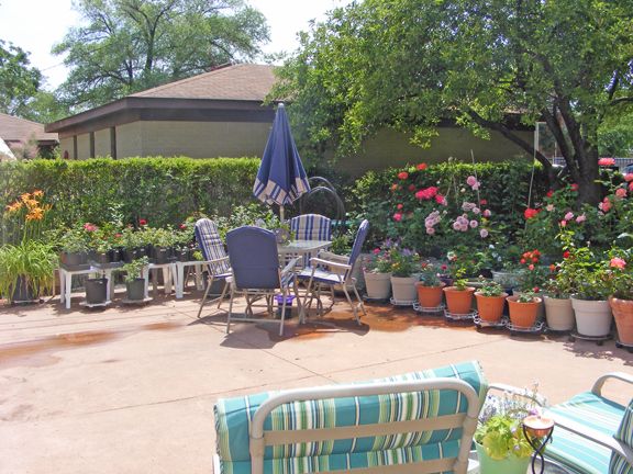 Patio garden June 2012 photo 2012_06230120_zpsaa3c1ab0.jpg